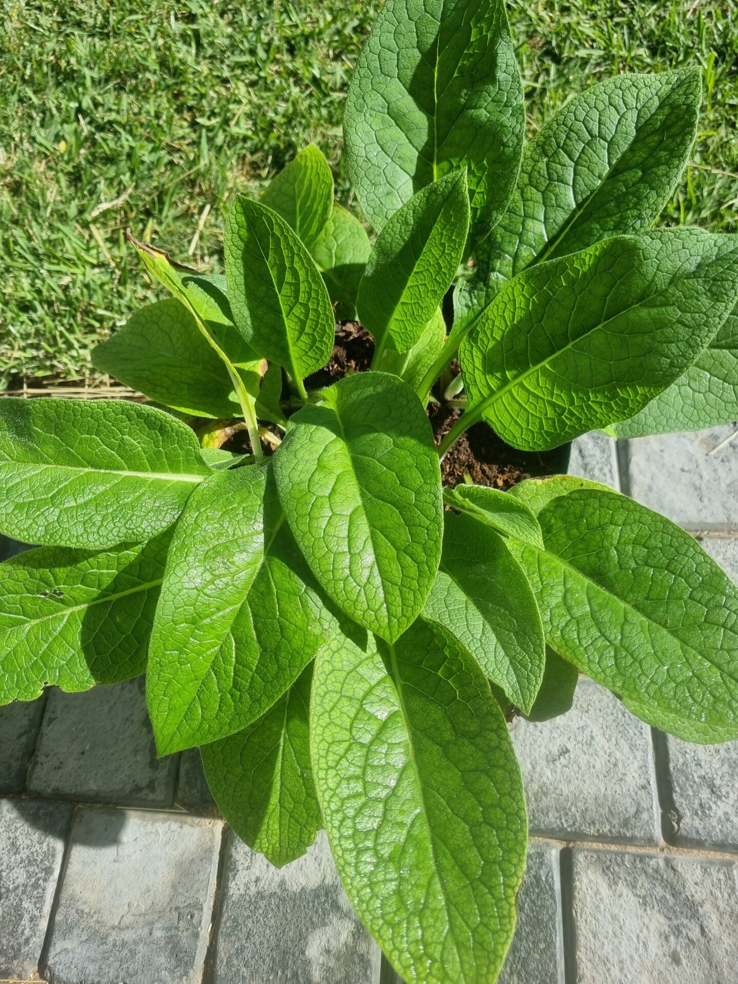 Established common comfrey plant for mulch and compost in a South African garden